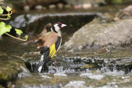 Szczygieł - Carduelis carduelis - European Goldfinch