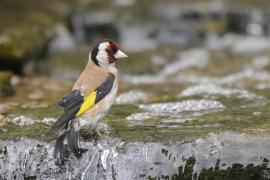 Szczygieł - Carduelis carduelis - European Goldfinch