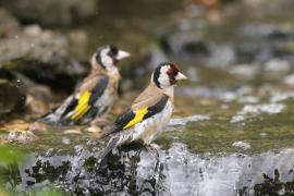 Szczygieł - Carduelis carduelis - European Goldfinch