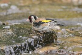 Szczygieł - Carduelis carduelis - European Goldfinch