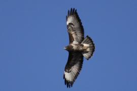 Myszołów - Buteo buteo - Common Buzzard