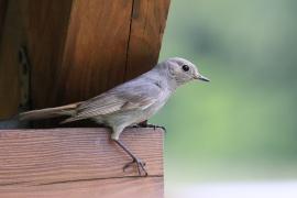 Kopciuszek - Phoenicurus ochruros - Black Redstart