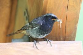 Kopciuszek - Phoenicurus ochruros - Black Redstart