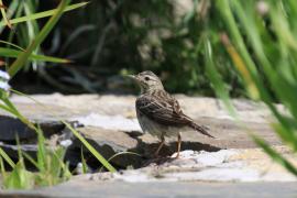 Świergotek drzewny - Anthus trivialis - Tree Pipit