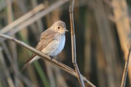 Muchołówka szara - Muscicapa striata - Spotted Flycatcher