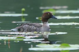 Gągoł - Bucephala clangula - Common Goldeneye