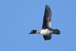 Gągoł - Bucephala clangula - Common Goldeneye