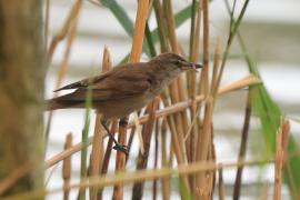 Trzcinniczek - Acrocephalus scirpaceus - Common Reed Warbler