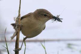 Trzcinniczek - Acrocephalus scirpaceus - Common Reed Warbler