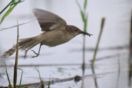 Trzcinniczek - Acrocephalus scirpaceus - Common Reed Warbler