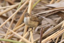 Trzcinniczek - Acrocephalus scirpaceus - Common Reed Warbler