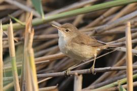 Trzcinniczek - Acrocephalus scirpaceus - Common Reed Warbler