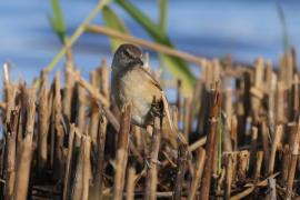 Trzcinniczek - Acrocephalus scirpaceus - Common Reed Warbler