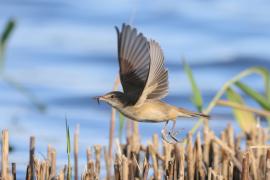 Trzcinniczek - Acrocephalus scirpaceus - Common Reed Warbler