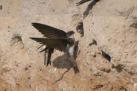 Brzegówka - Riparia riparia - Sand Martin