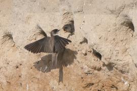 Brzegówka - Riparia riparia - Sand Martin