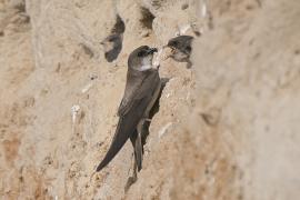 Brzegówka - Riparia riparia - Sand Martin