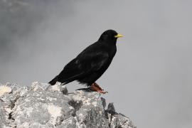 Wieszczek - Pyrrhocorax graculus - Yellow-billed Chough