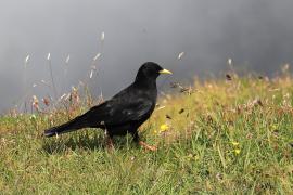 Wieszczek - Pyrrhocorax graculus - Yellow-billed Chough