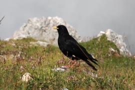 Wieszczek - Pyrrhocorax graculus - Yellow-billed Chough