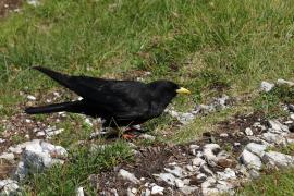 Wieszczek - Pyrrhocorax graculus - Yellow-billed Chough