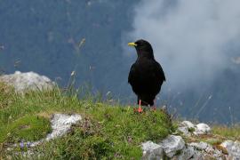 Wieszczek - Pyrrhocorax graculus - Yellow-billed Chough
