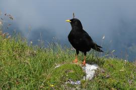 Wieszczek - Pyrrhocorax graculus - Yellow-billed Chough