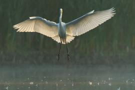 Czapla biała - Ardea alba - Western Great Egret