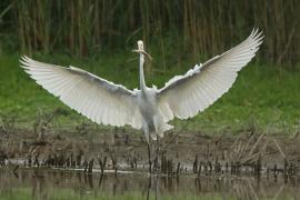 Czapla biała - Ardea alba - Western Great Egret