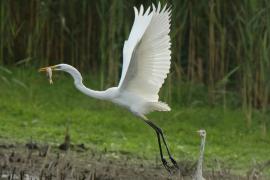 Czapla biała - Ardea alba - Western Great Egret