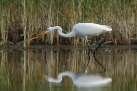 Czapla biała - Ardea alba - Western Great Egret