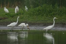 Czapla biała - Ardea alba - Western Great Egret