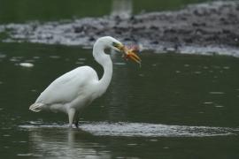 Czapla biała - Ardea alba - Western Great Egret