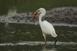 Czapla biała - Ardea alba - Western Great Egret