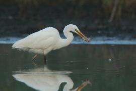 Czapla biała - Ardea alba - Western Great Egret
