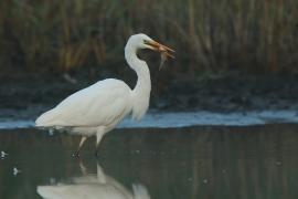 Czapla biała - Ardea alba - Western Great Egret
