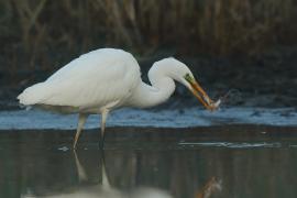 Czapla biała - Ardea alba - Western Great Egret