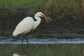 Czapla biała - Ardea alba - Western Great Egret
