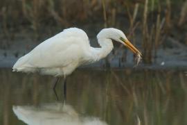 Czapla biała - Ardea alba - Western Great Egret