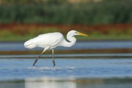 Czapla biała - Ardea alba - Western Great Egret