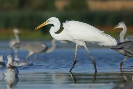 Czapla biała - Ardea alba - Western Great Egret