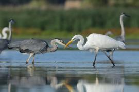 Czapla biała - Ardea alba - Western Great Egret