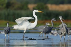 Czapla biała - Ardea alba - Western Great Egret