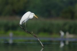 Czapla biała - Ardea alba - Western Great Egret