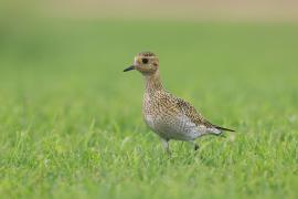 Siewka złota - Pluvialis apricaria - European Golden Plover