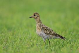 Siewka złota - Pluvialis apricaria - European Golden Plover