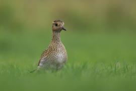 Siewka złota - Pluvialis apricaria - European Golden Plover