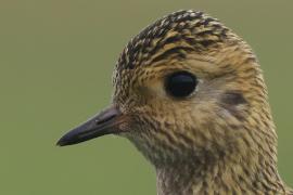 Siewka złota - Pluvialis apricaria - European Golden Plover
