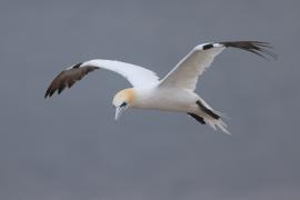 Głuptak - Morus bassanus - Northern Gannet