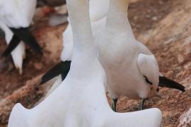 Głuptak - Morus bassanus - Northern Gannet